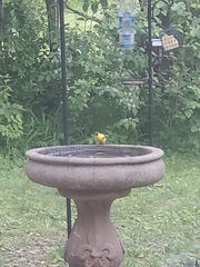 Spinus tristis