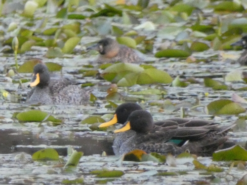 iNaturalist image