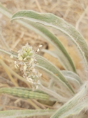 Plantago boissieri