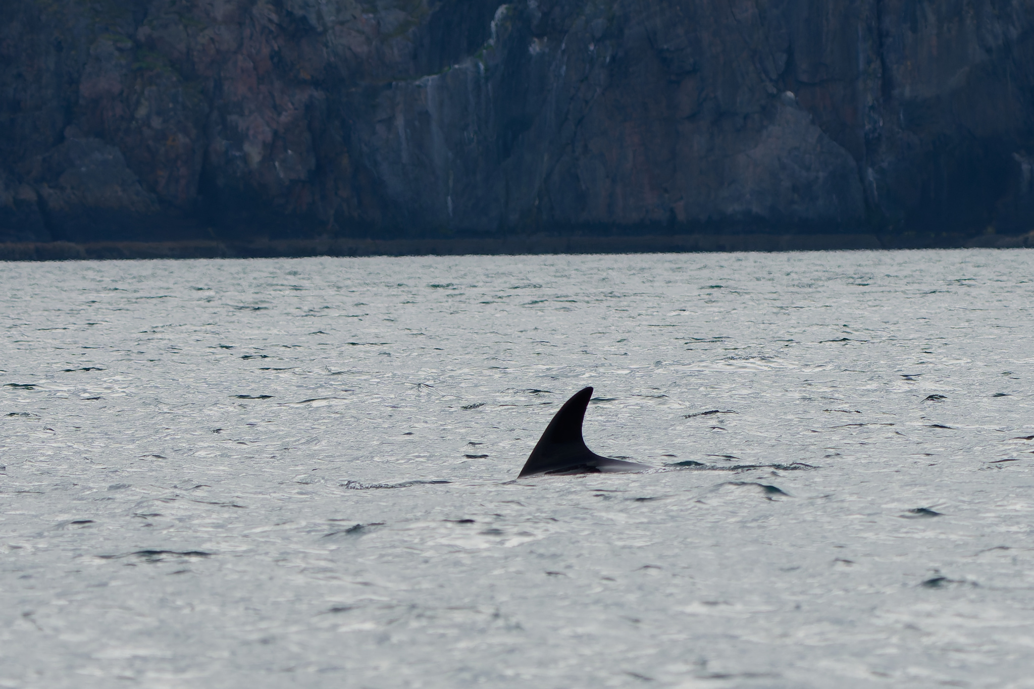 Lagenorhynchus albirostris