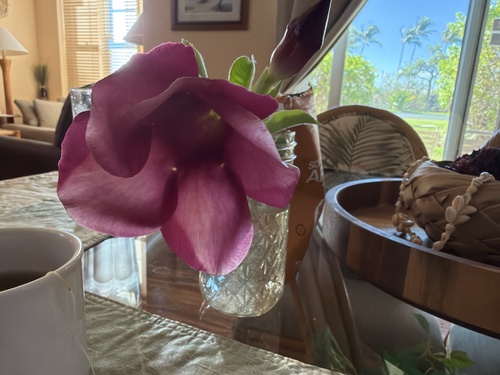 Allamanda blanchetii, 2026-08-29
