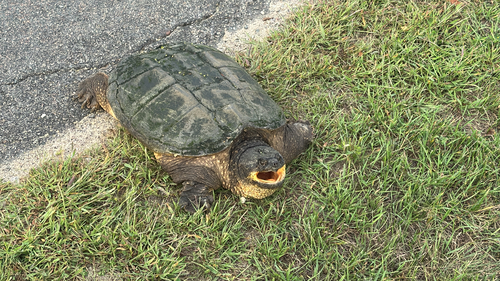 Common Snapping Turtle