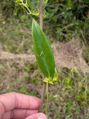 Smilax laurifolia, photograph (c) Devin Floyd, some rights reserved (CC BY)