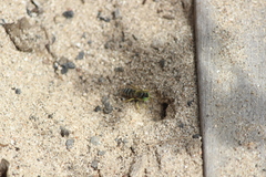 Bembix americana comata