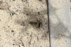 Bembix americana comata