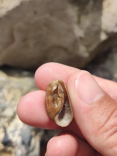 Bulla striata, 2026-08-28