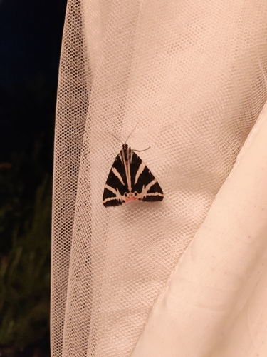 Jersey Tiger