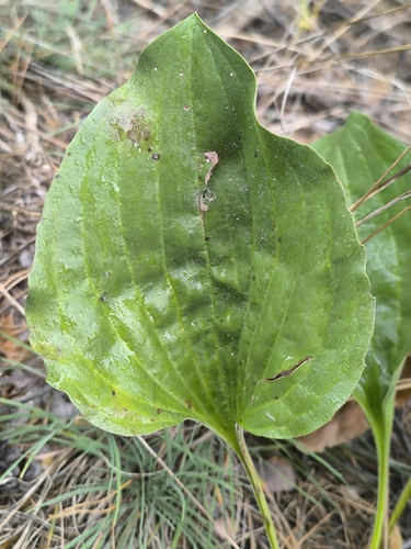 Plantago maxima, photograph 3