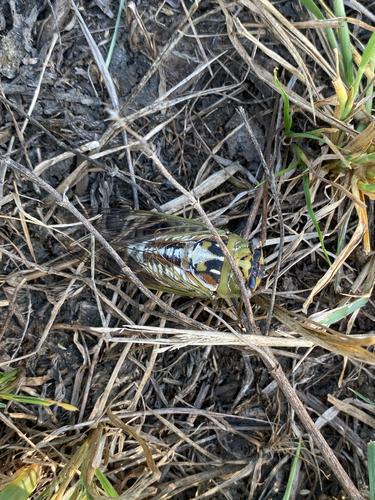 Plains Cicada