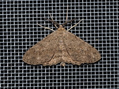 Hypomecis punctinalis