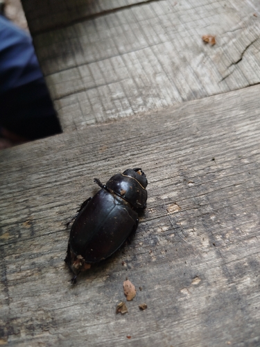 Lucanus tetraodon
