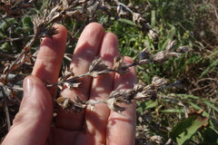 Salvia aethiopis