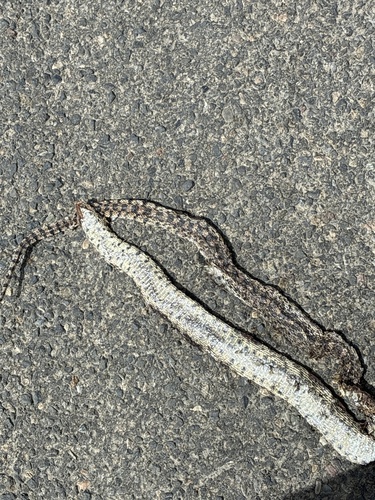 Great Basin Gopher Snake