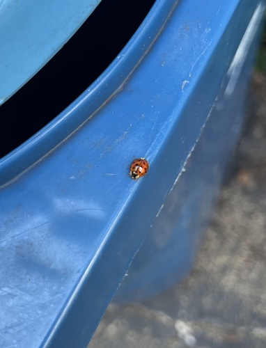 Asian Lady Beetle
