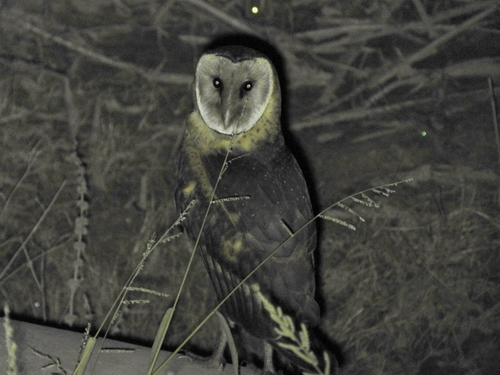 Australasian Grass-Owl