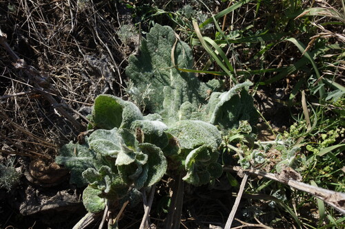 Salvia aethiopis, photograph 1