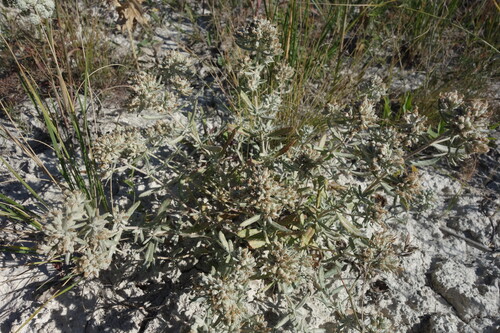 Teucrium polium, photograph 2