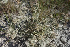 (c) Aleksei Baushev, some rights reserved (CC BY) Teucrium polium, photograph (c) Aleksei Baushev, some rights reserved (CC BY)