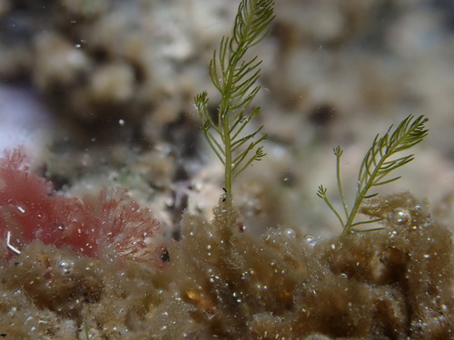 Bryopsis plumosa observed 2026-08-22