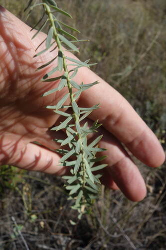 Euphorbia seguieriana, photograph 3