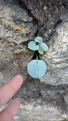 (c) alicia penney, some rights reserved (CC BY) Mertensia maritima, photograph (c) alicia penney, some rights reserved (CC BY)