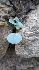 (c) alicia penney, some rights reserved (CC BY) Mertensia maritima, photograph (c) alicia penney, some rights reserved (CC BY)