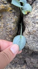 (c) alicia penney, some rights reserved (CC BY) Mertensia maritima, photograph (c) alicia penney, some rights reserved (CC BY)