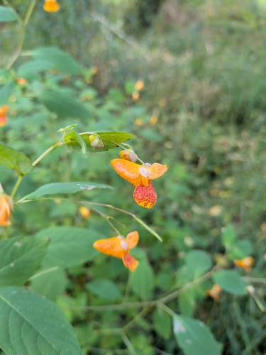 common jewelweed