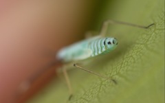 Cyllecoris histrionius