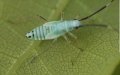 Cyllecoris histrionius