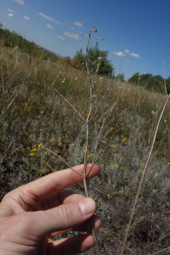 Salvia nutans, photograph 1