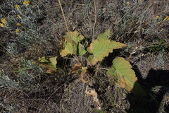 Salvia nutans