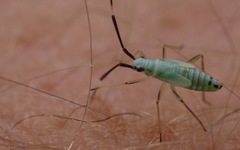 Cyllecoris histrionius