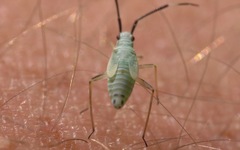 Cyllecoris histrionius