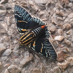 Microceris variicolor