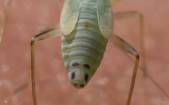 Cyllecoris histrionius