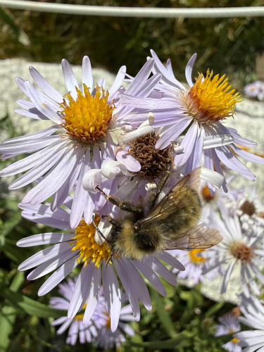 iNaturalist observation photo of Yellowish Cuckoo Bumble bee