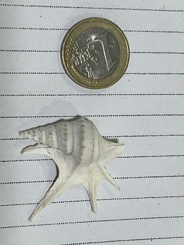 Aporrhais serresiana observed 2021-04-29