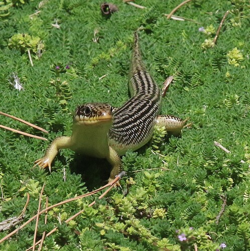 Great Plains Skink