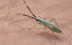 Cyllecoris histrionius