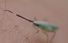 Cyllecoris histrionius