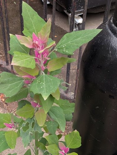 Chenopodium giganteum, photograph 2