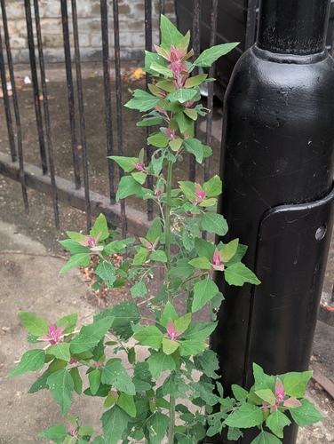 Chenopodium giganteum, photograph 3