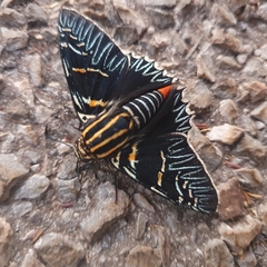 Microceris variicolor