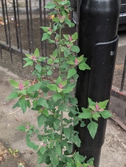 Chenopodium giganteum, photograph author not stated, no rights reserved
