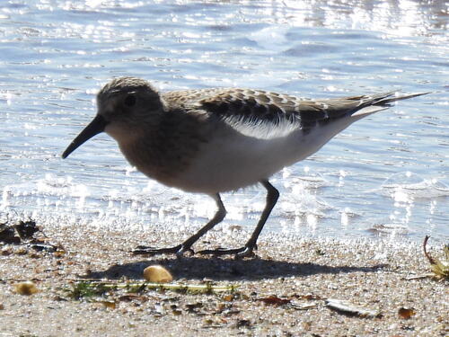 Baird's Sandpiper