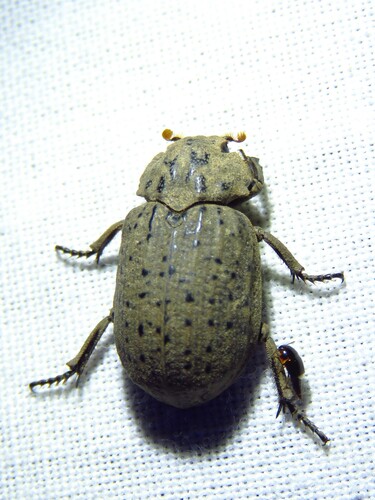 Hide beetle (Omorgus suberosus) photo 4