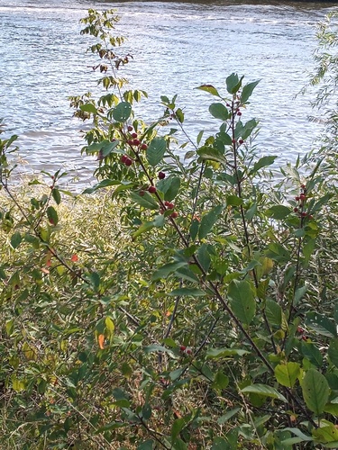 Наблюдение на iNaturalist