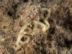 Akera bullata