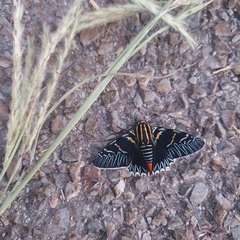 Microceris variicolor